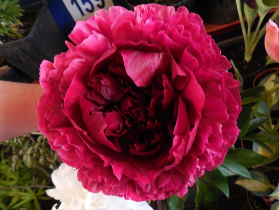 Пион Кэрол темно сиреневый Кэрол