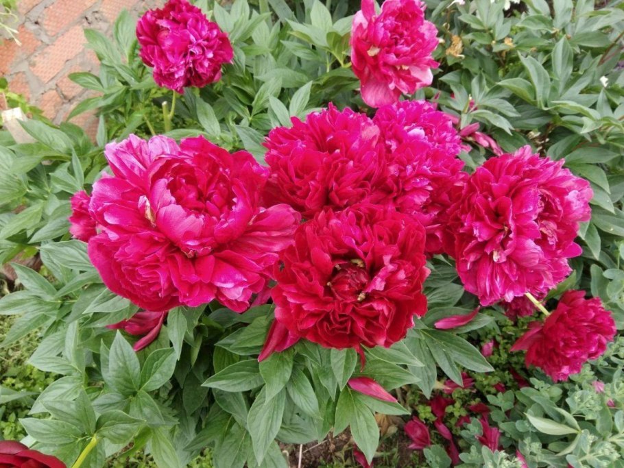 Пион Сахалин