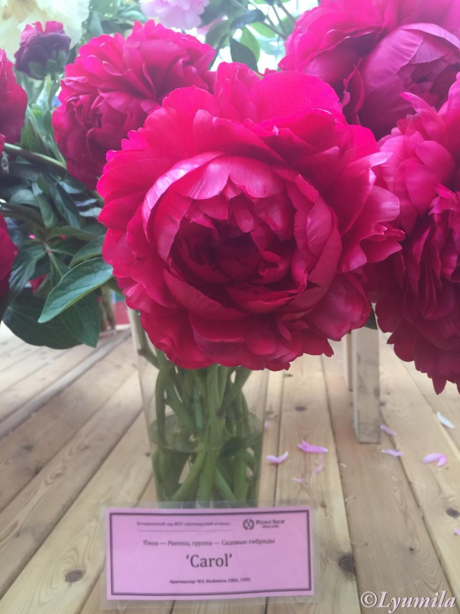 Кэрол пион красные