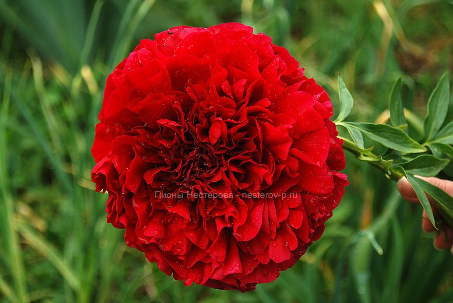 Пион Кэрол Carol