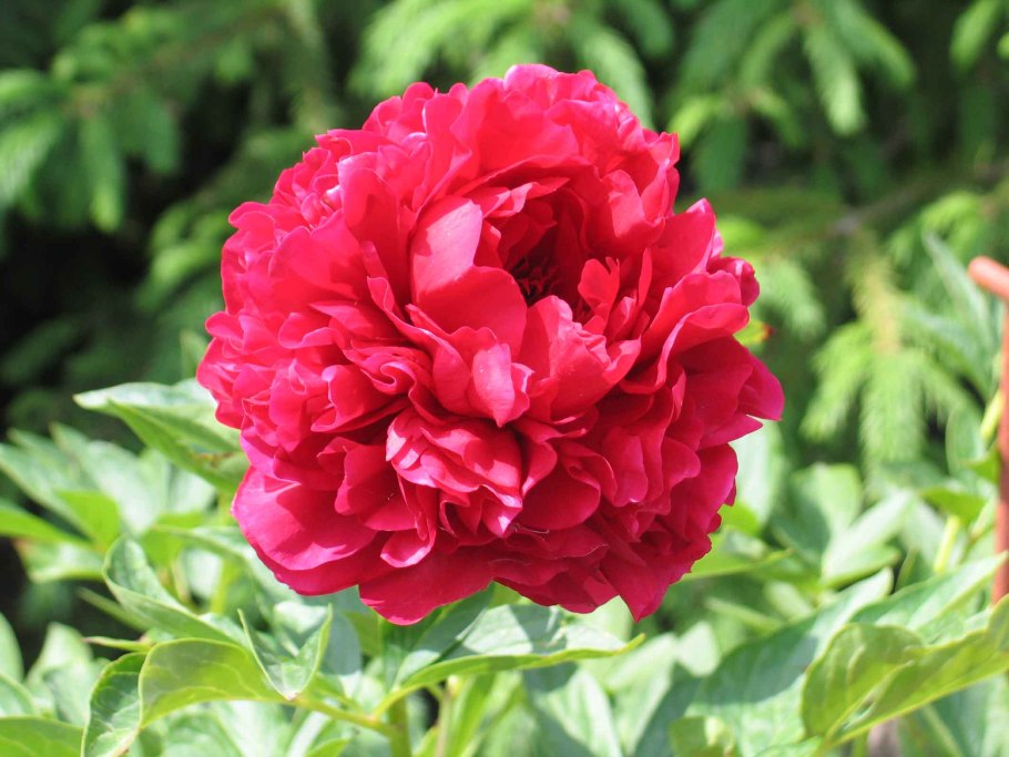 Пион Кэрол фей