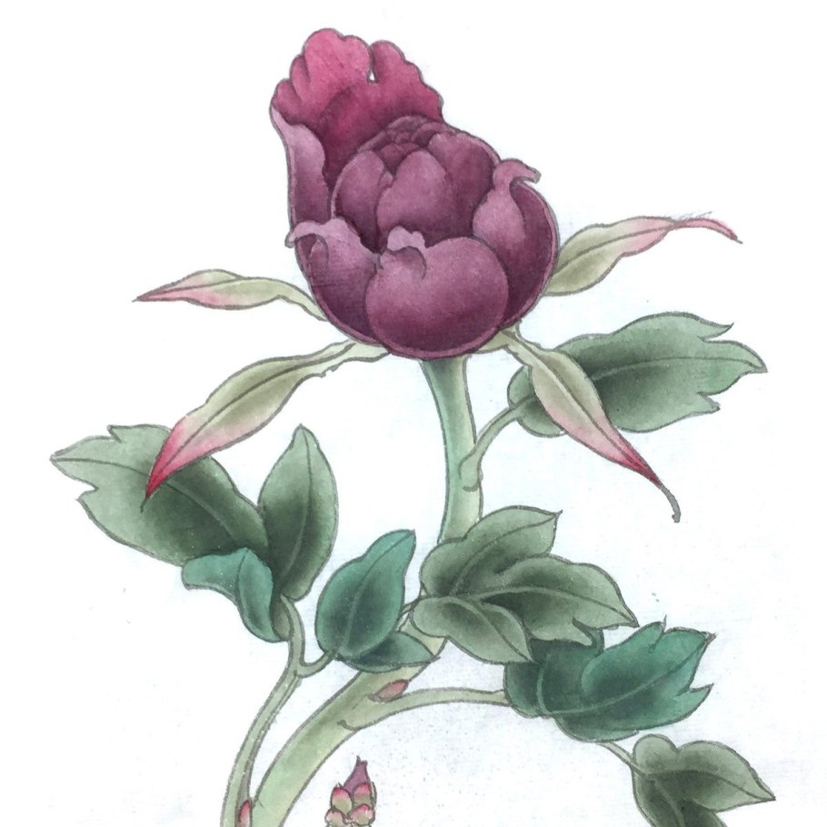 Пион Корал энд Голд