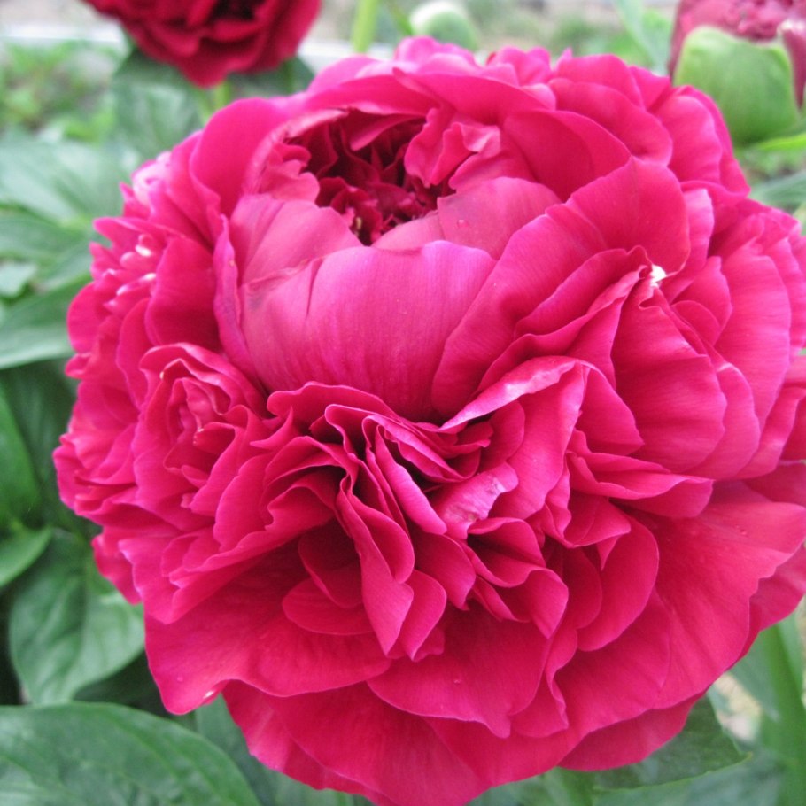 Пион Carol-пион Кэрол