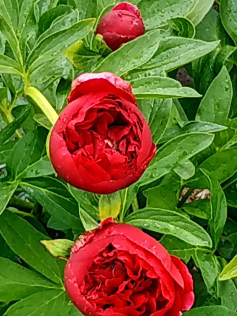 Пион Катарина Фонтейн