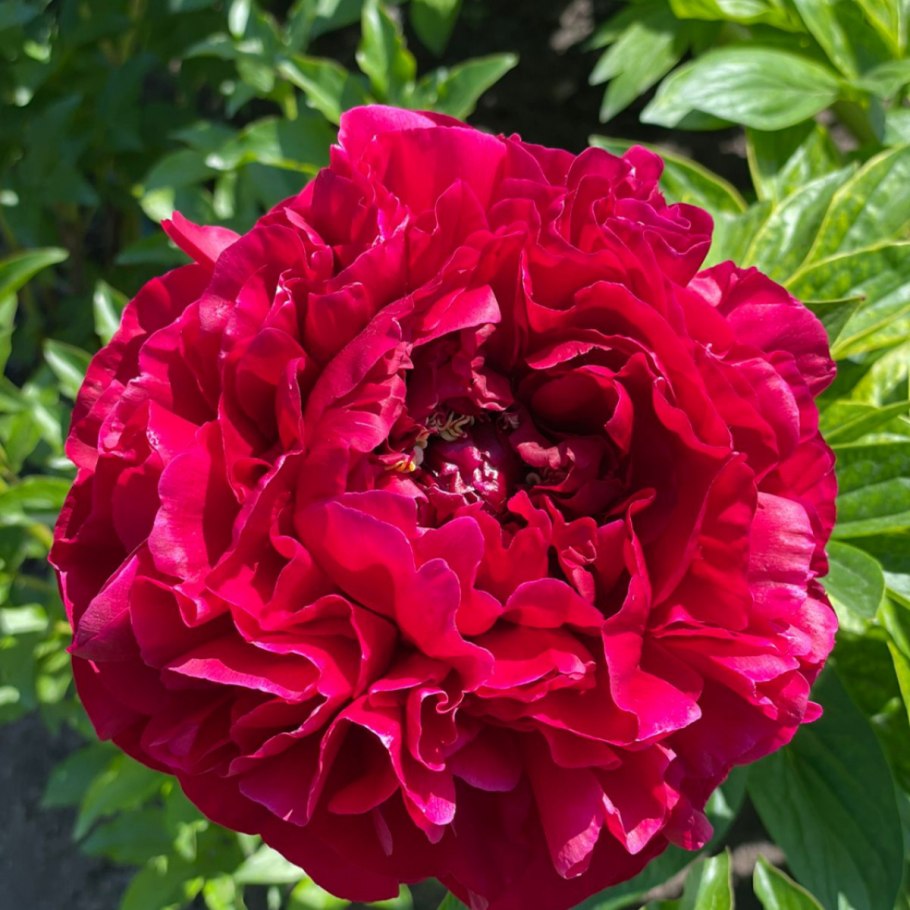 Пион Кэрол Carol