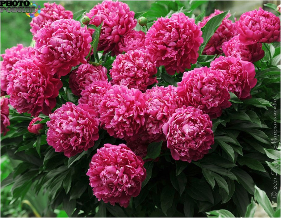 Бутон пиона