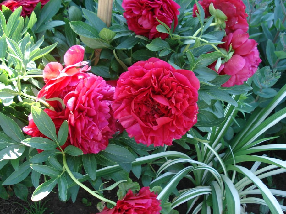 Пион Кэрол Carol