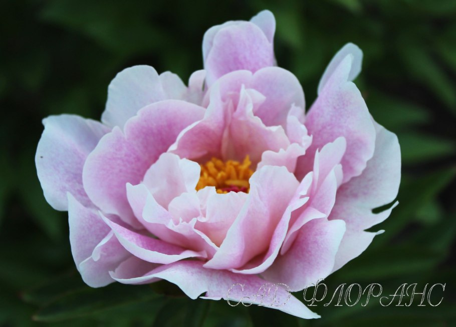 Кэрол Каваларис (Carol Cavalaris)