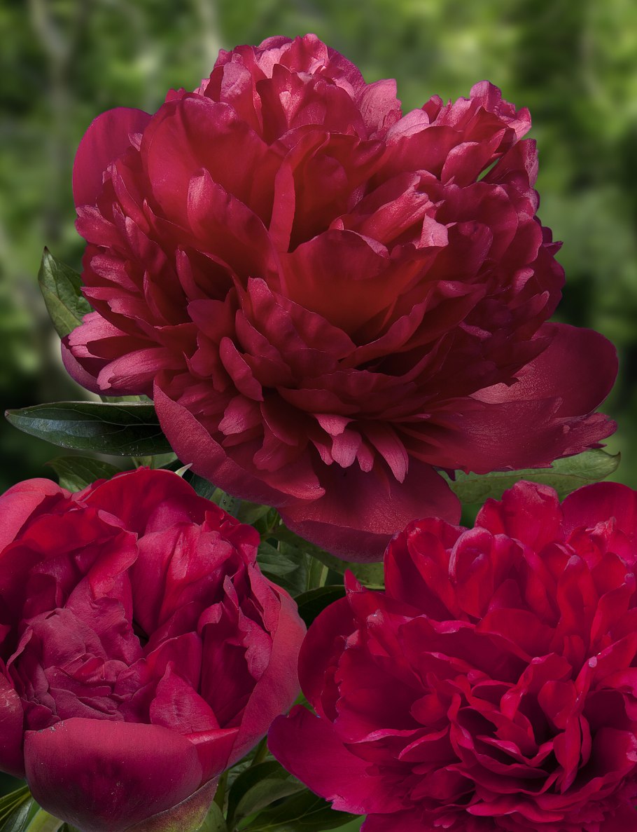 Пион молочноцветковый Генри Бокстос