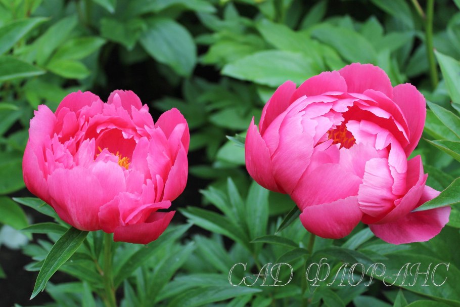 Коралловые пионы Корал