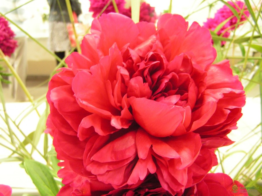 Пион (Charlies White 3/5 n) Окс