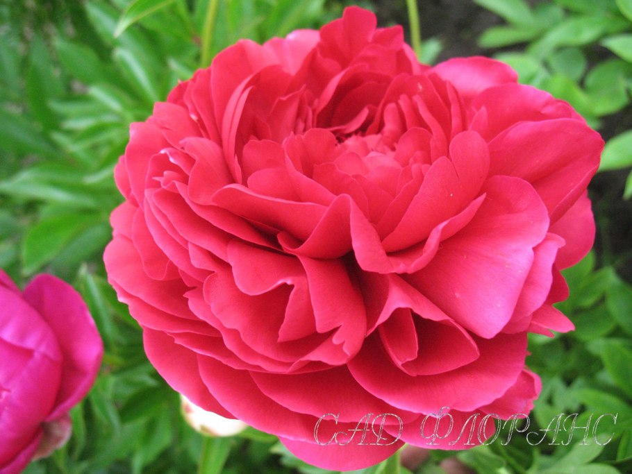 Пион Carol-пион Кэрол