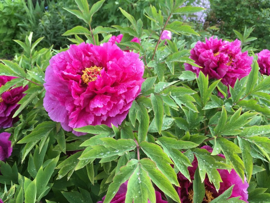 Пион charismatic