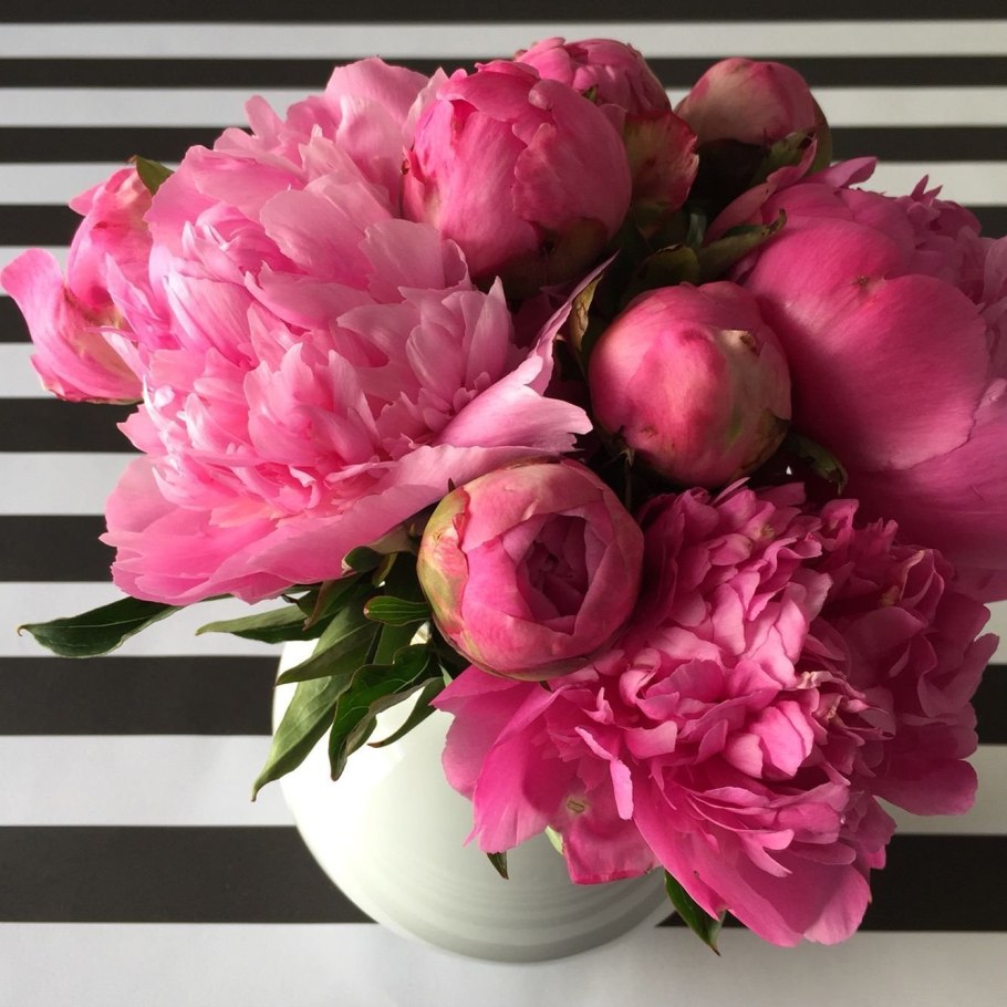 Пион ред Чарм