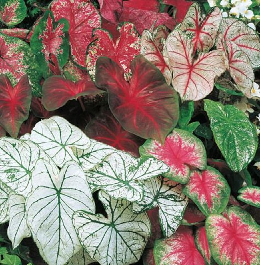 Каладиум Пинк Бьюти