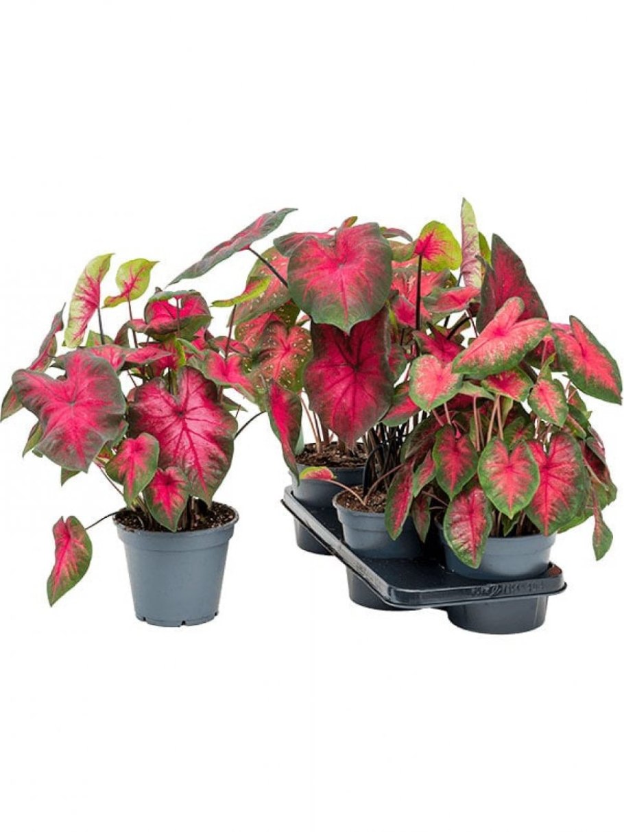 Каладиум микс d10