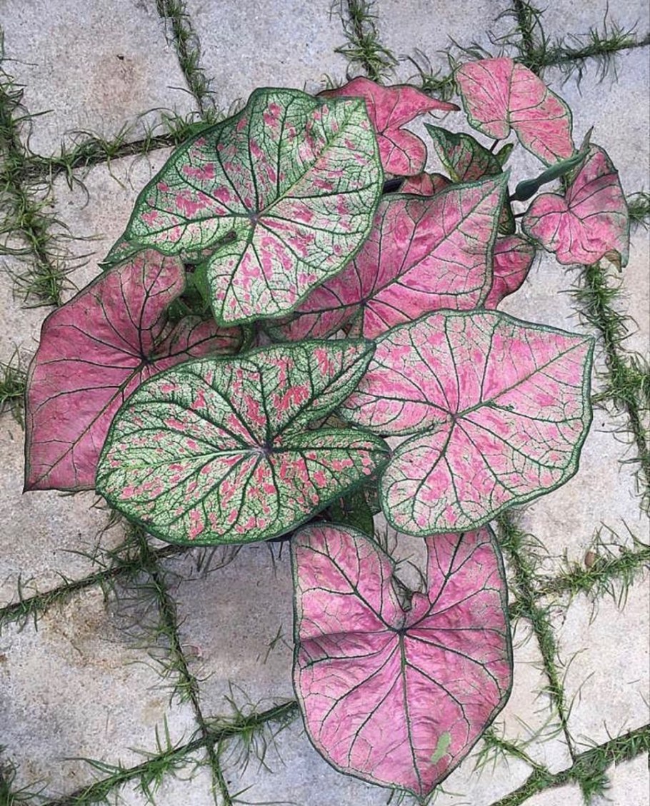 Каладиум двухцветный