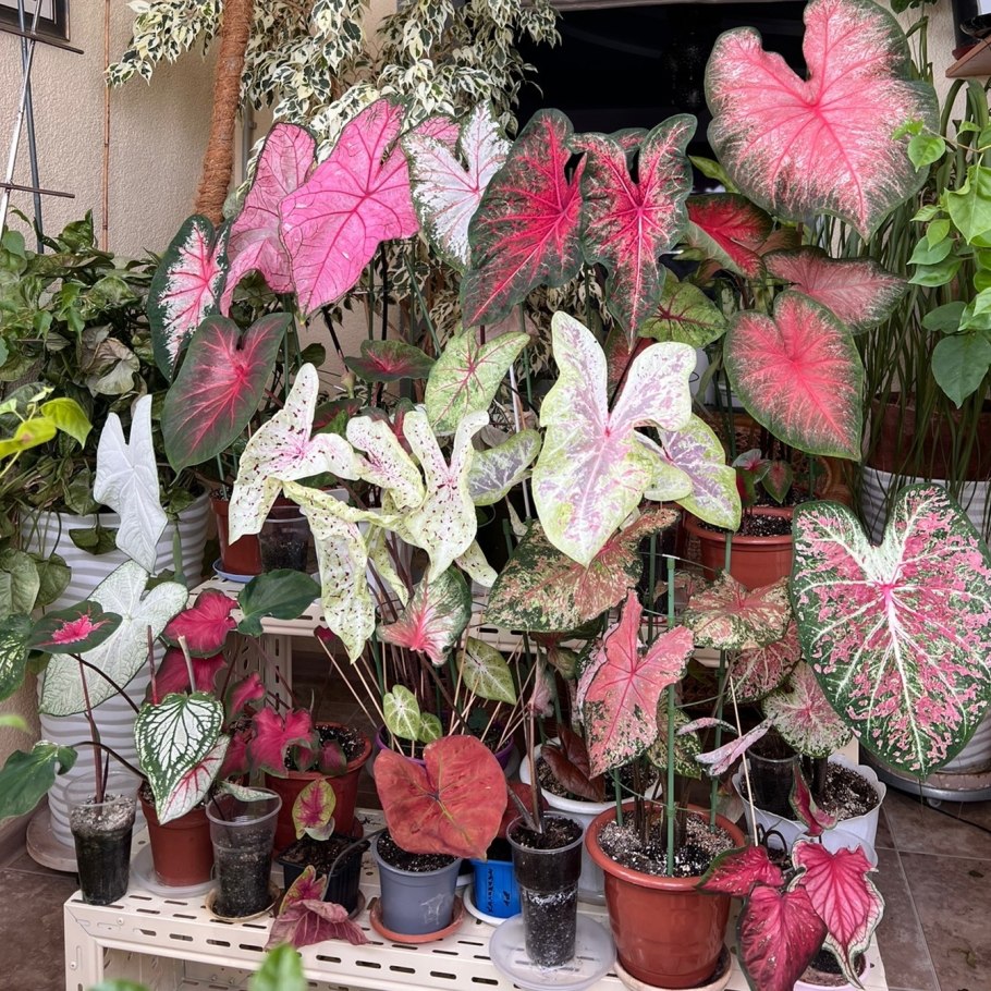 Каладиум Gypsy Rose