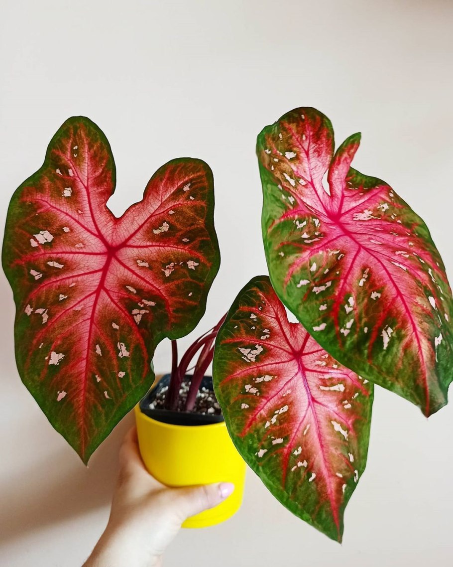 Каладиум микс d10