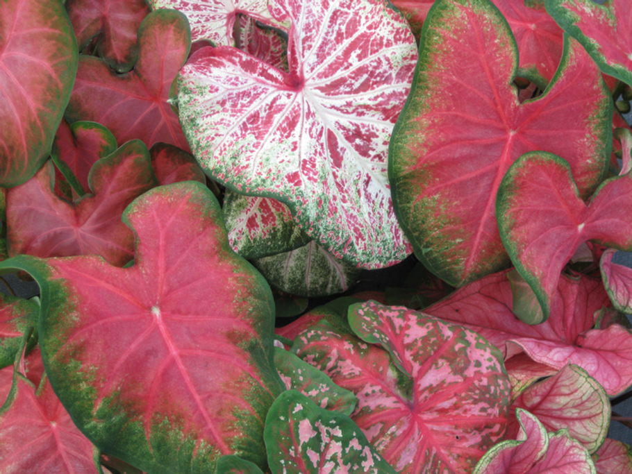 Каладиум микс d12см