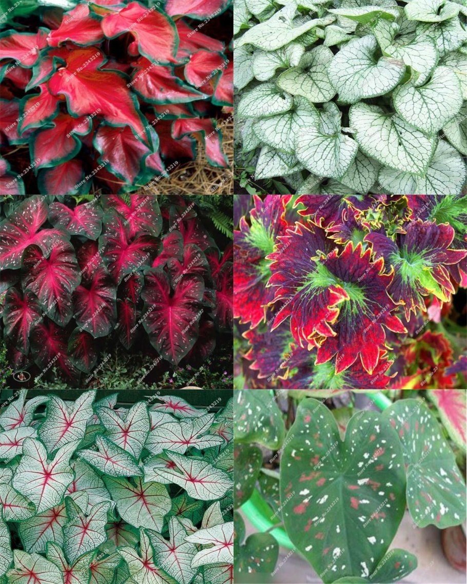 Каладиум биколор