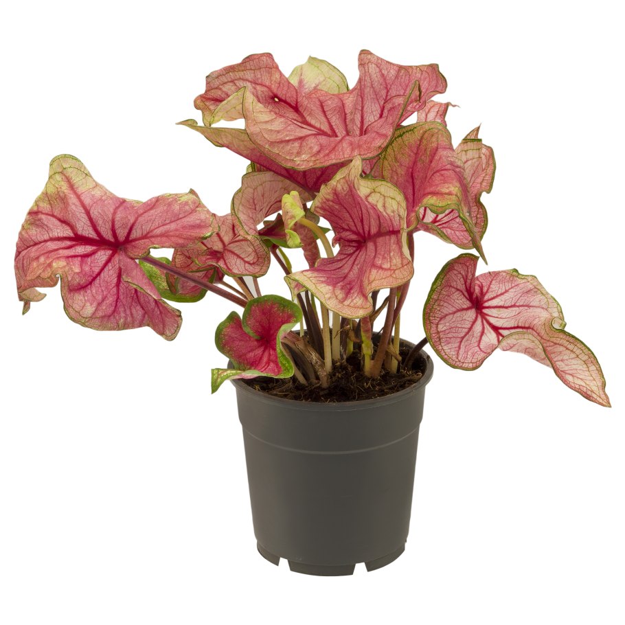 Каладиум красный