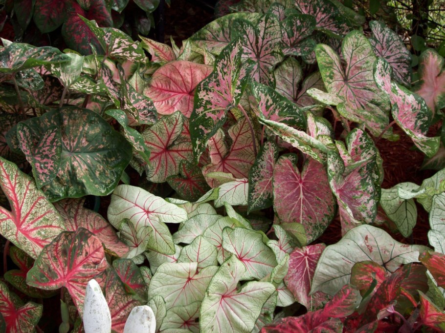 Каладиум Florida Cardinal