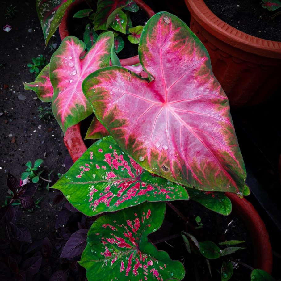 Растение каладиум