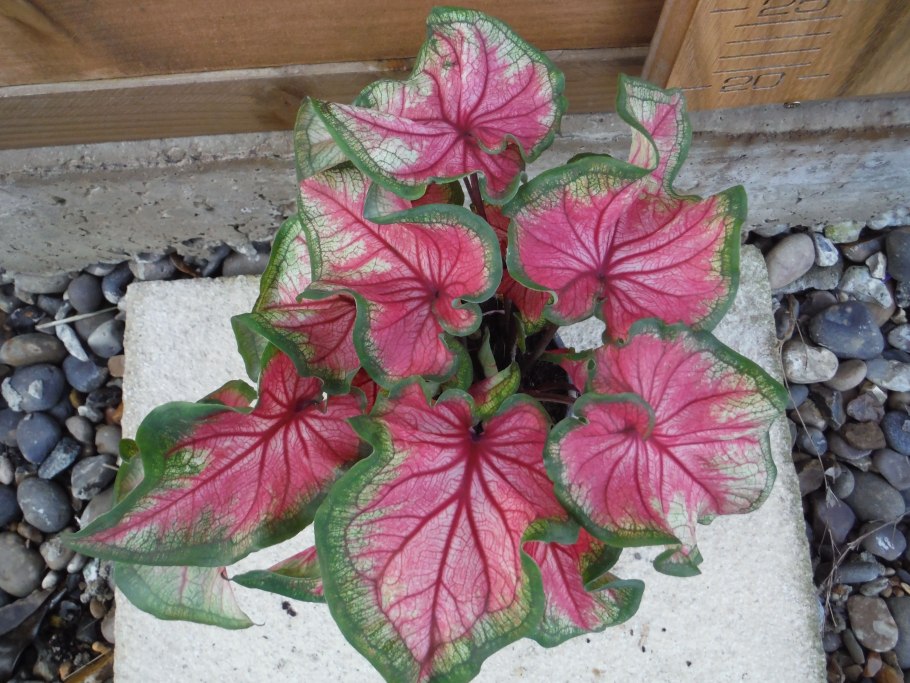 Цветок Крылья ангела фото домашний каладиум