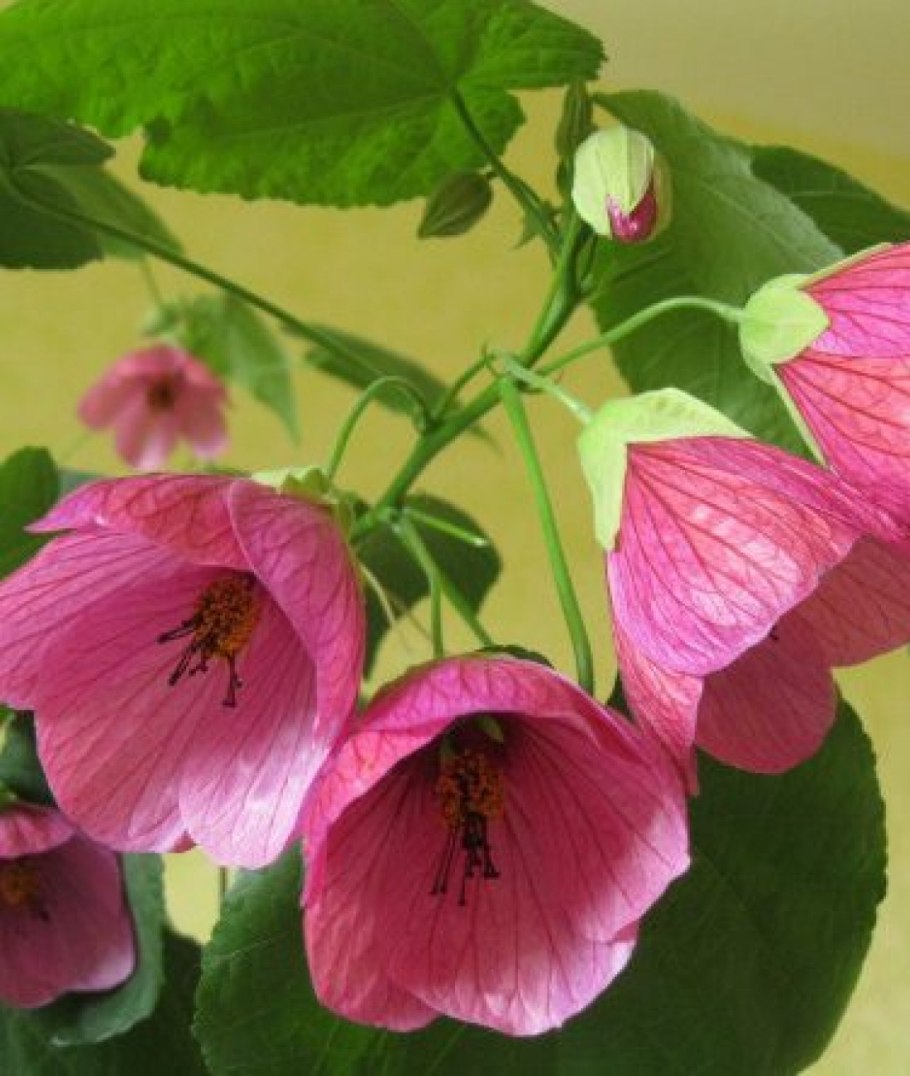 Абутилон сеянцы