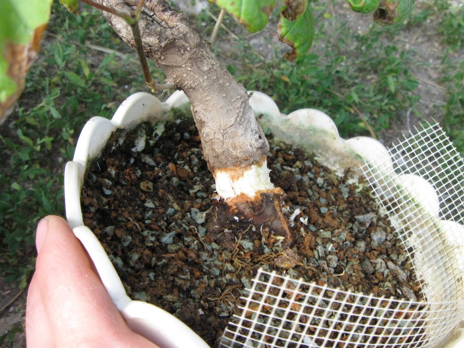 Абутилон желтый