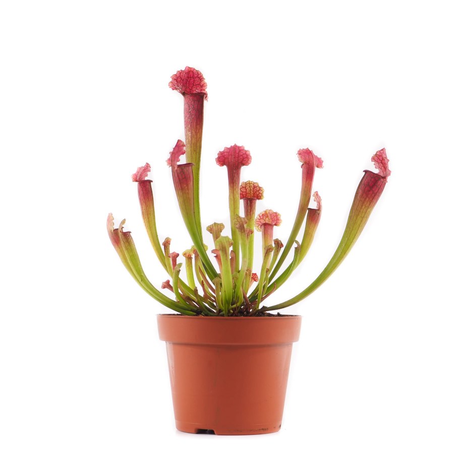 Саррацения Фарнхами