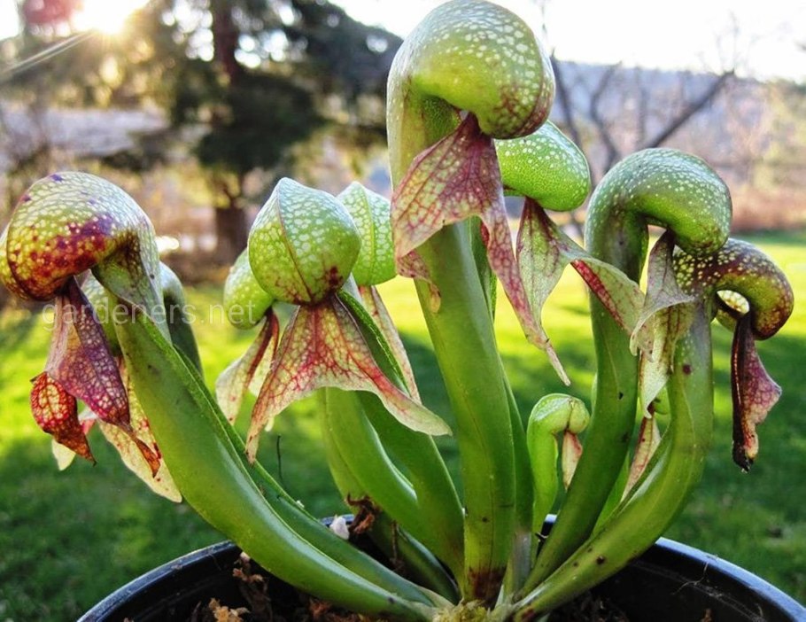 Саррацения purpurea