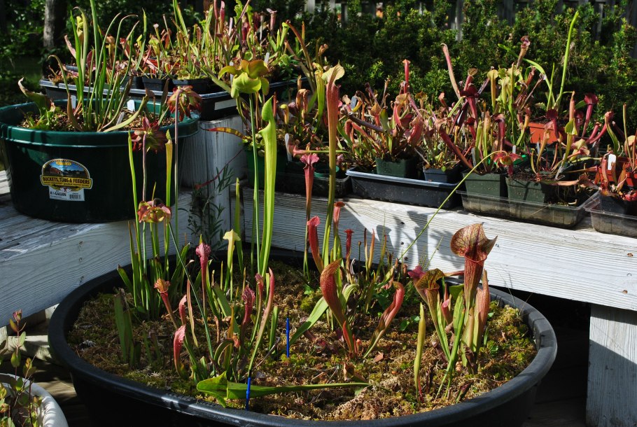 Саррацения Леукофилла