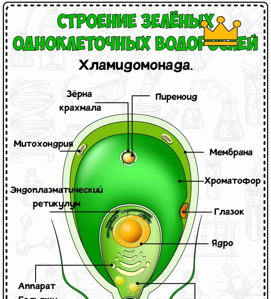 Изогамия у водорослей