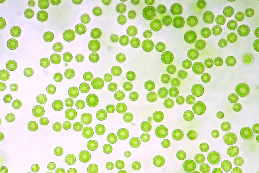 Водоросли chlamydomonas reinhardtii