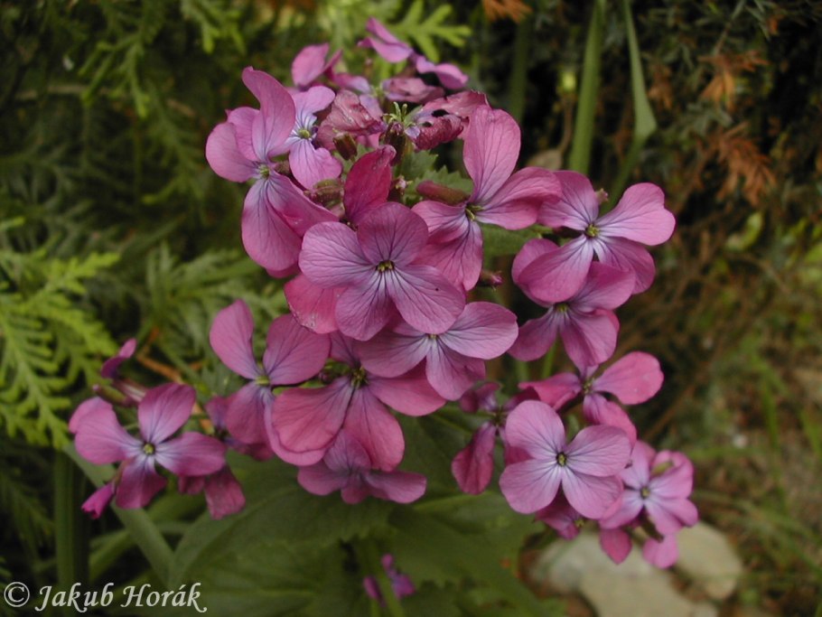 Орловское Полесье Лунник оживающий