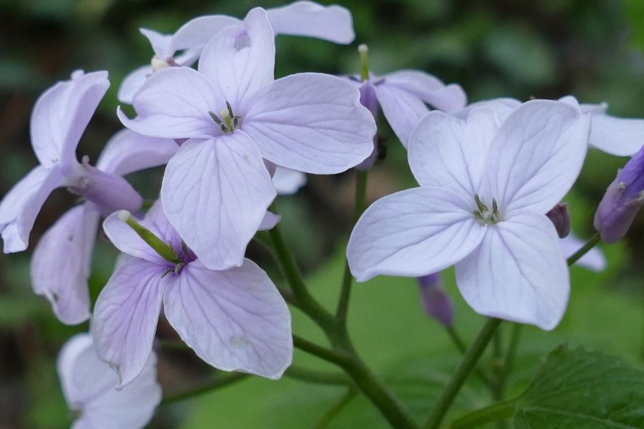 Крестоцветные Lunaria