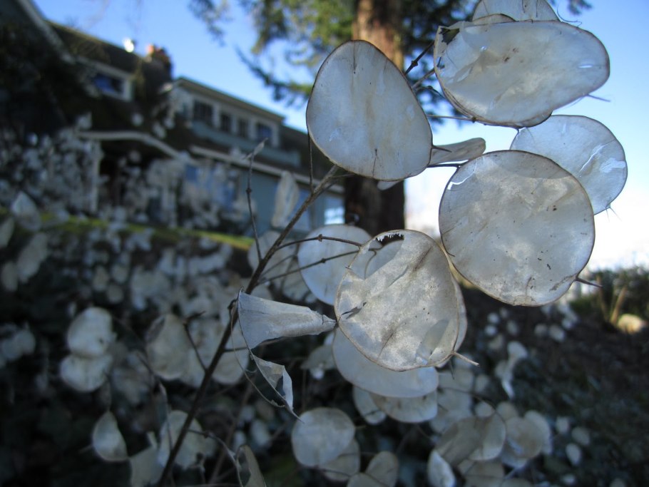 Лунник оживающий корневая система