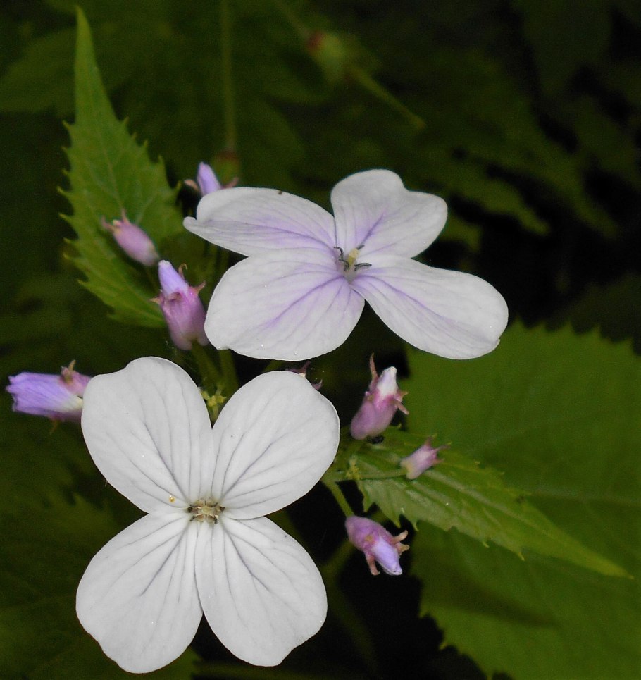 Лунник цветы Лесные