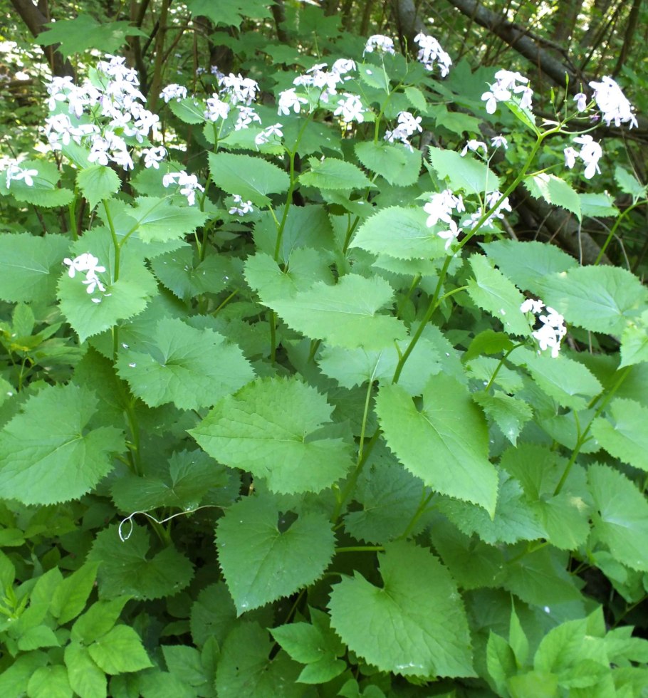 Лунник оживающий