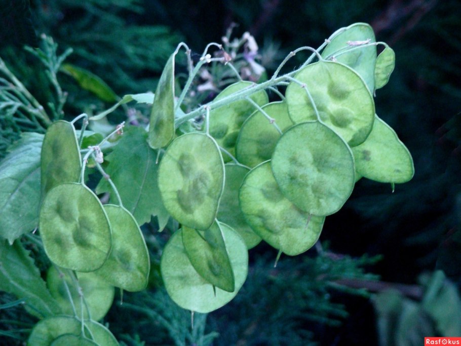 Лунария Лунник