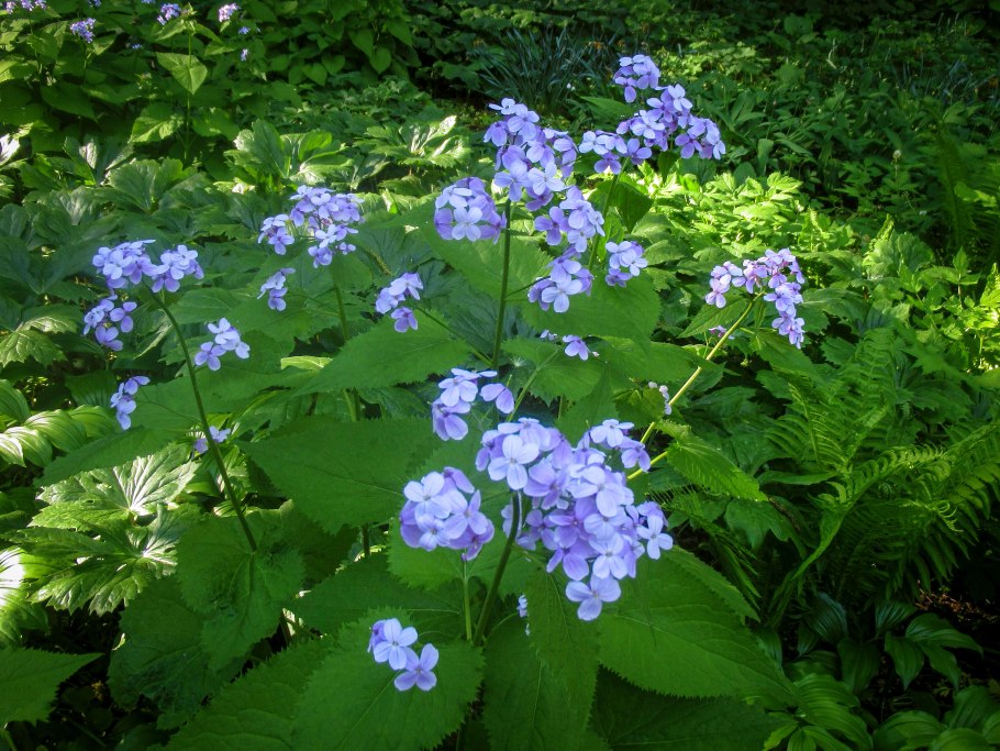 Лунник многолетний