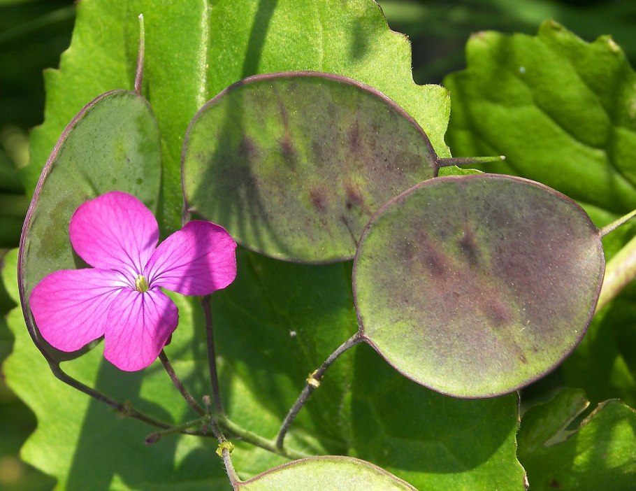 Лунария Lunaria annua
