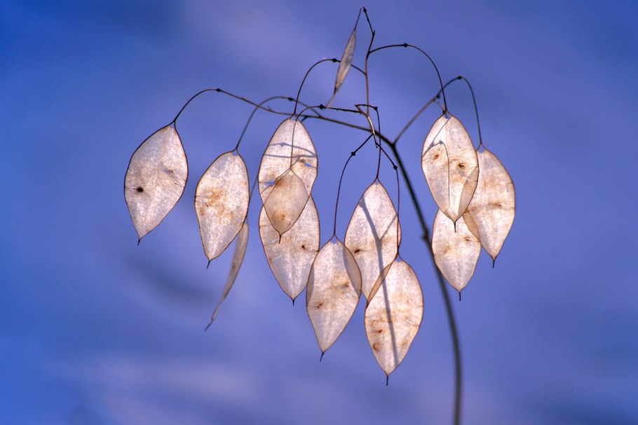 Лунария Lunaria annua