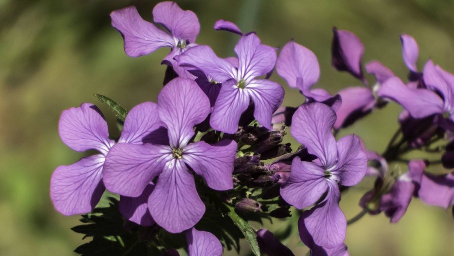 Lunaria Rediviva