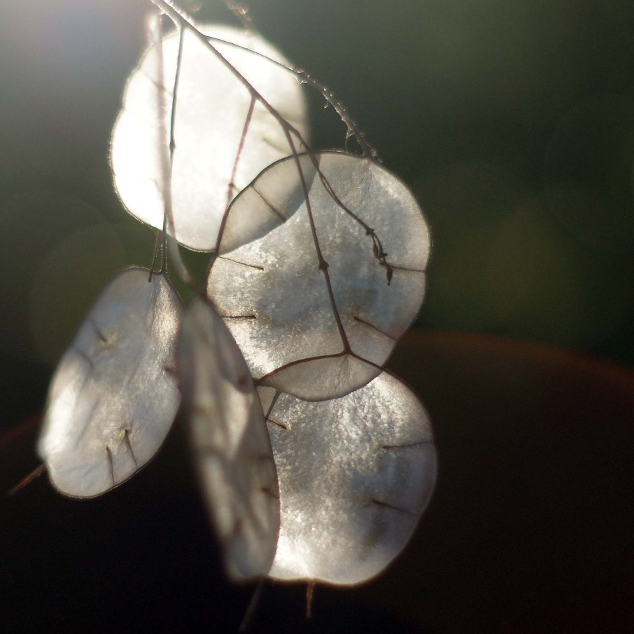 Прострел Лунник оживающий