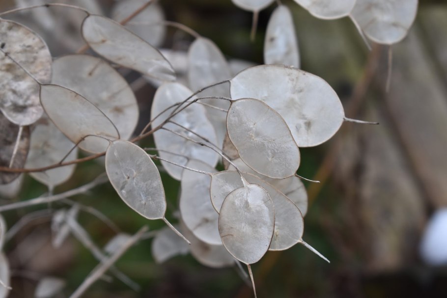 Лунник оживающий сухоцвет