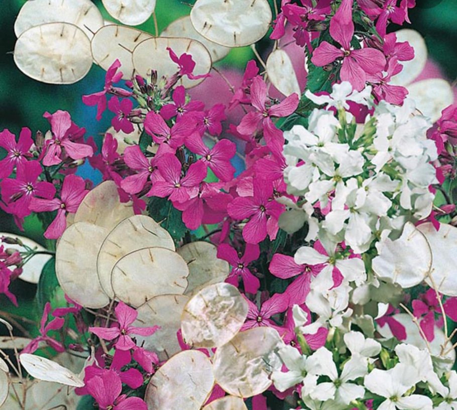 Лунария Лунник