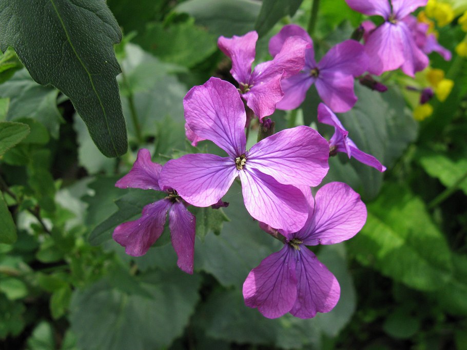 Лунария Лунник